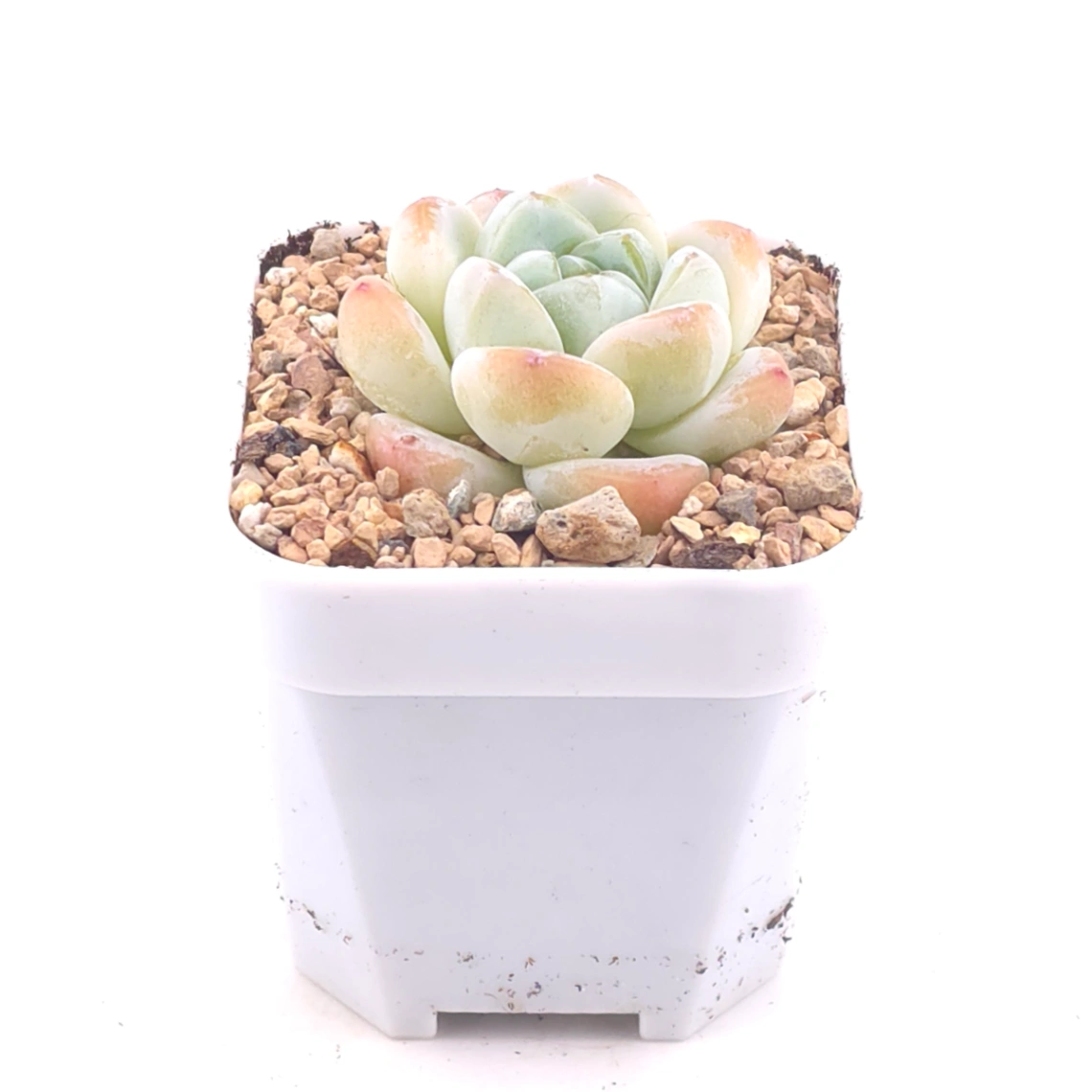 Echeveria ‘Ice Jade’ | 冰玉 thumbnail 2