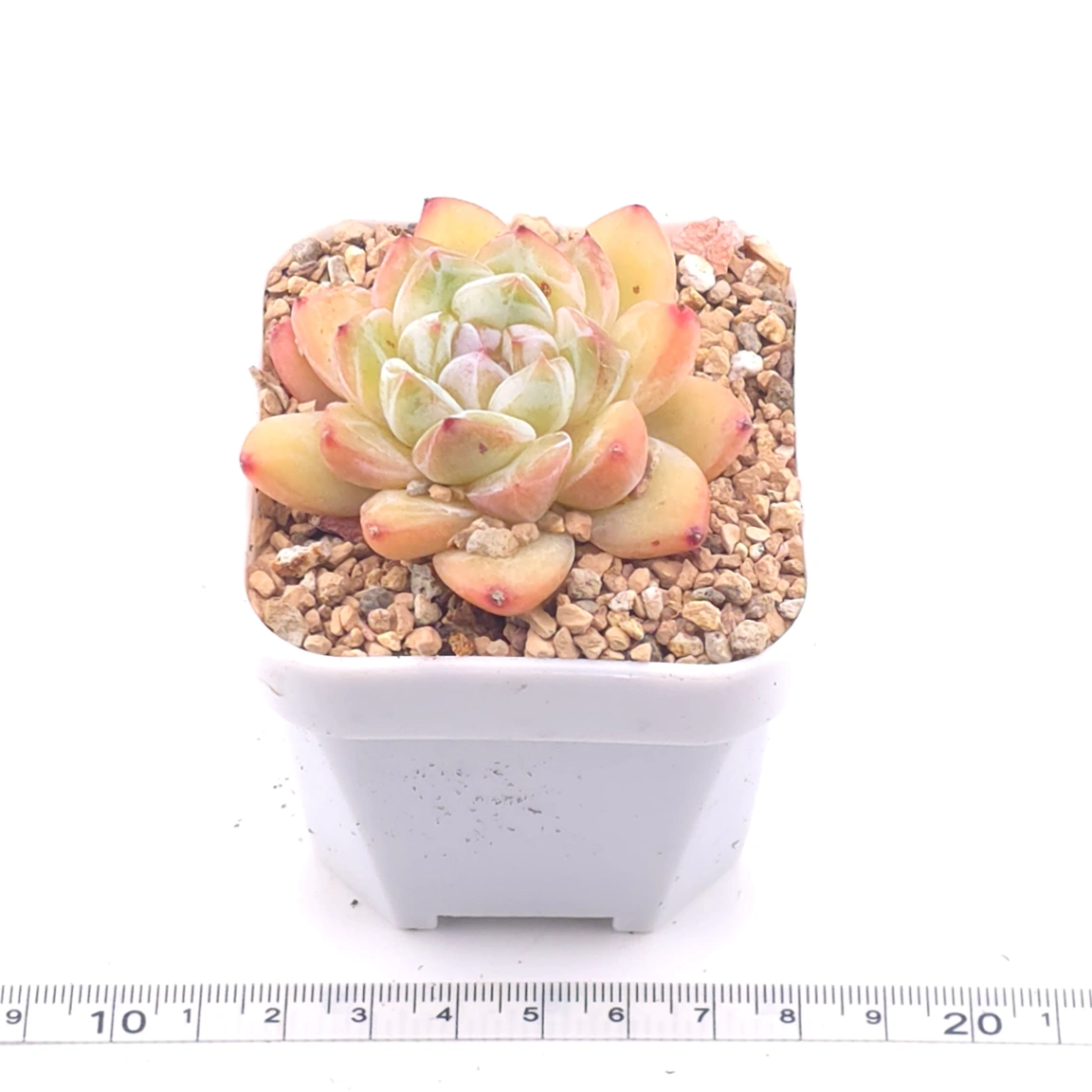 Echeveria ‘Ice Jade' | 冰玉 thumbnail 3