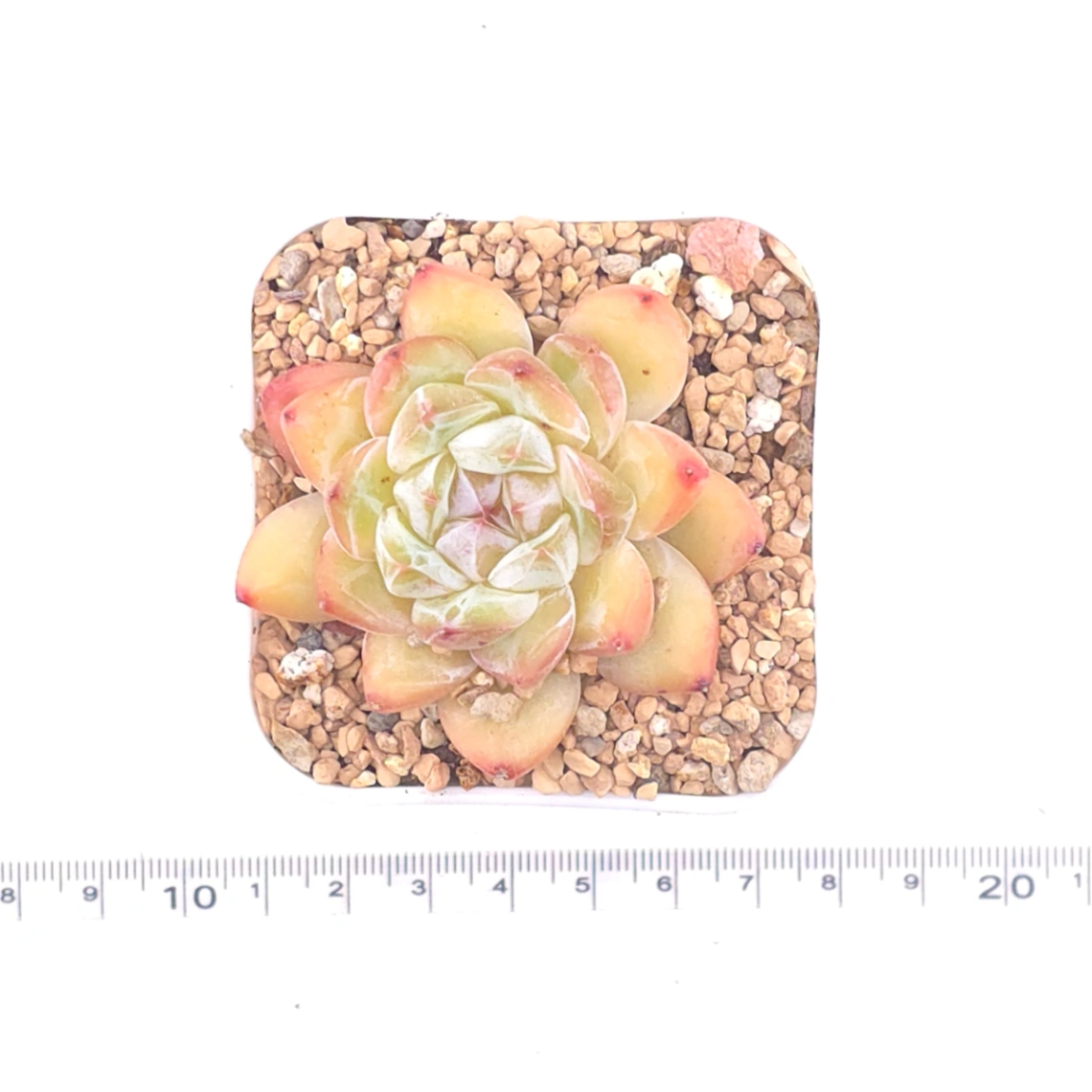 Echeveria ‘Ice Jade' | 冰玉 thumbnail 4
