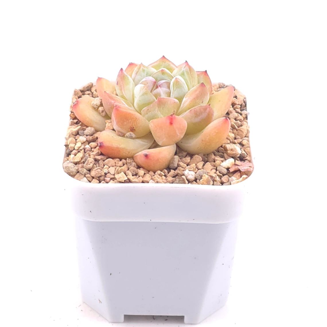 Echeveria ‘Ice Jade' | 冰玉 thumbnail 2