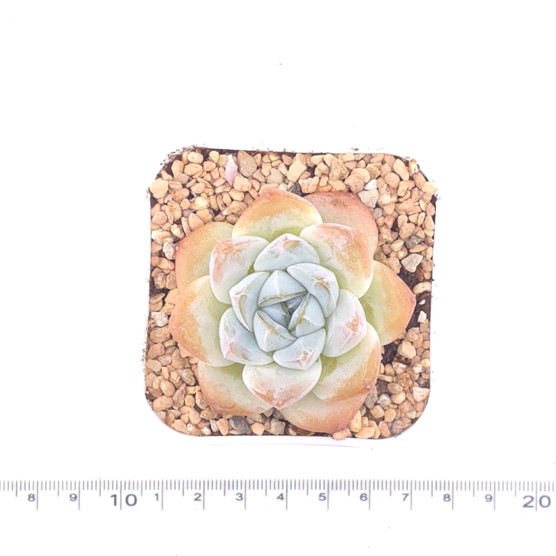 Echeveria ‘Ice Jade’ | 冰玉 thumbnail 4