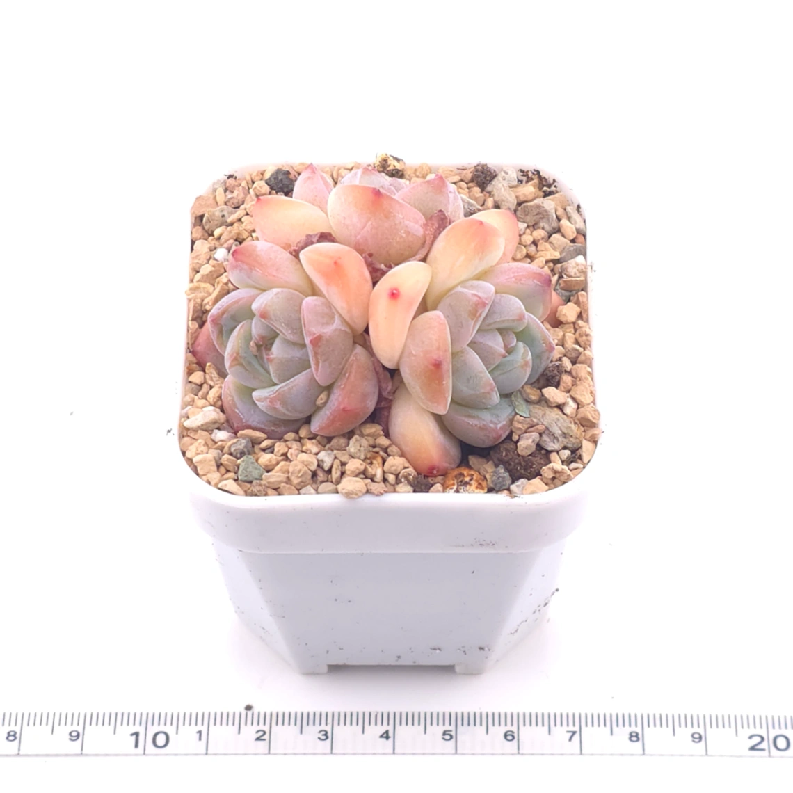 Echeveria ‘Ice Mountain’ | 冰山美人 thumbnail 3