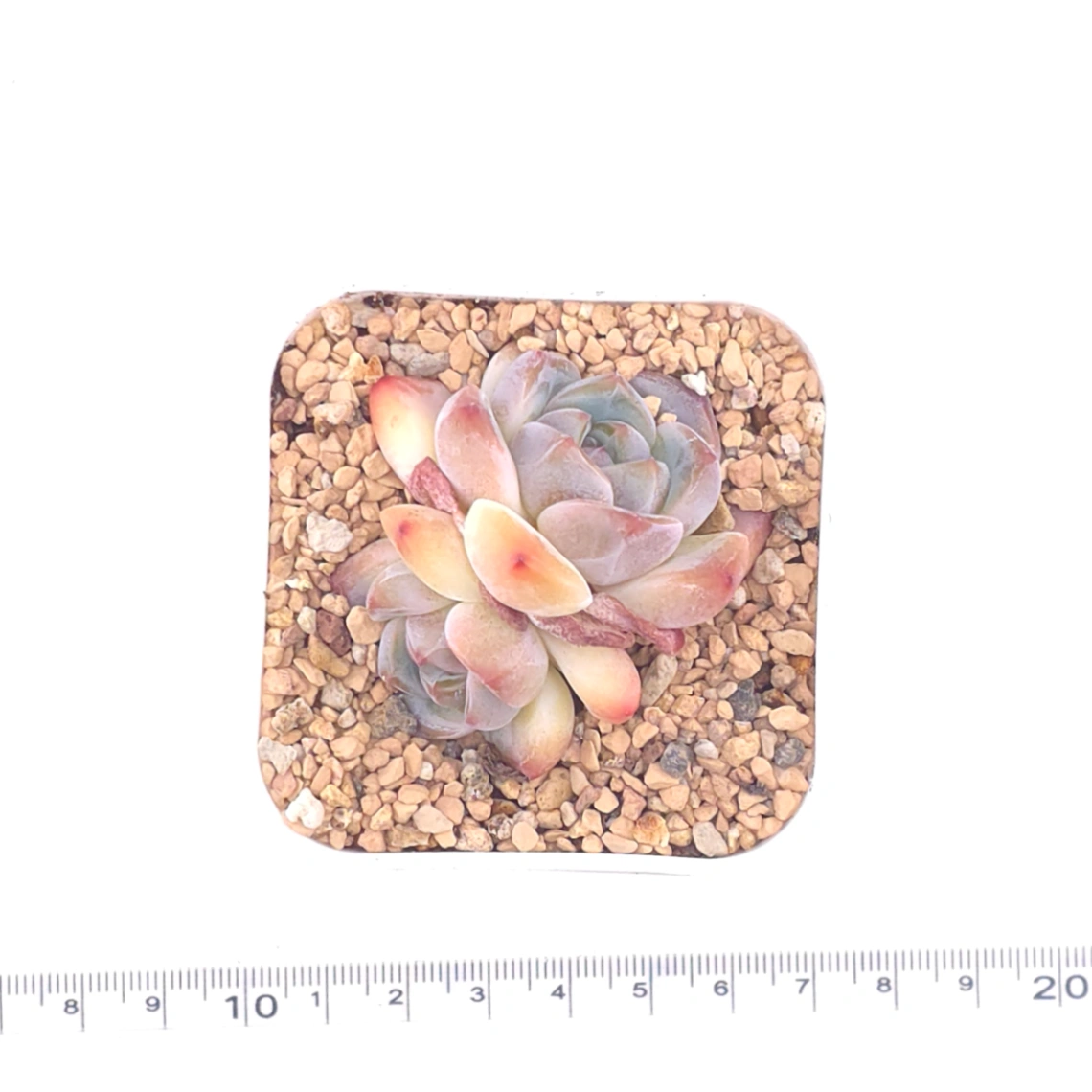 Echeveria ‘Ice Mountain’ | 冰山美人 thumbnail 4