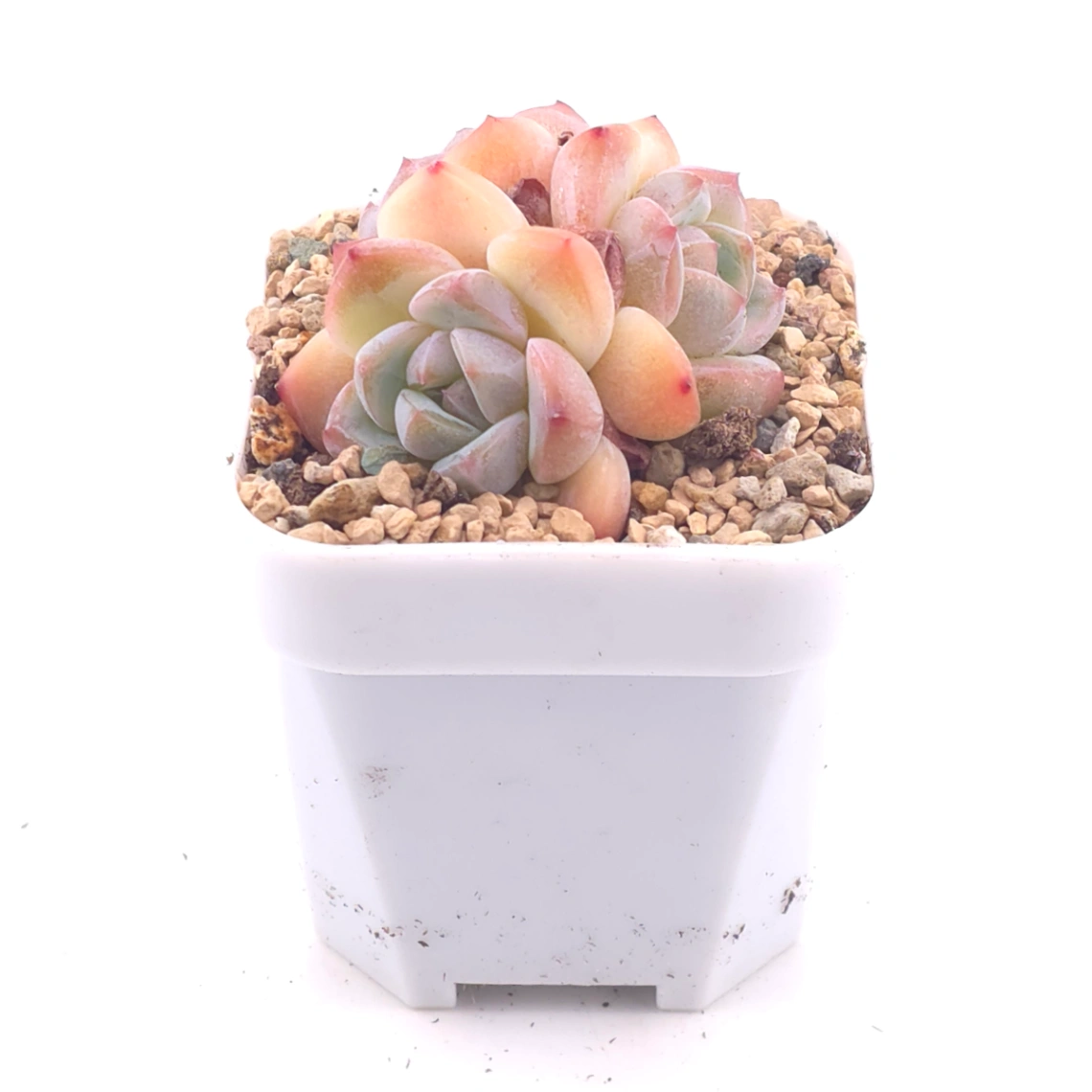 Echeveria ‘Ice Mountain’ | 冰山美人 thumbnail 2