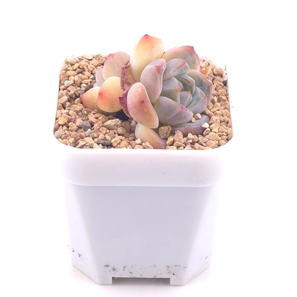 Echeveria ‘Ice Mountain’ | 冰山美人 thumbnail 2