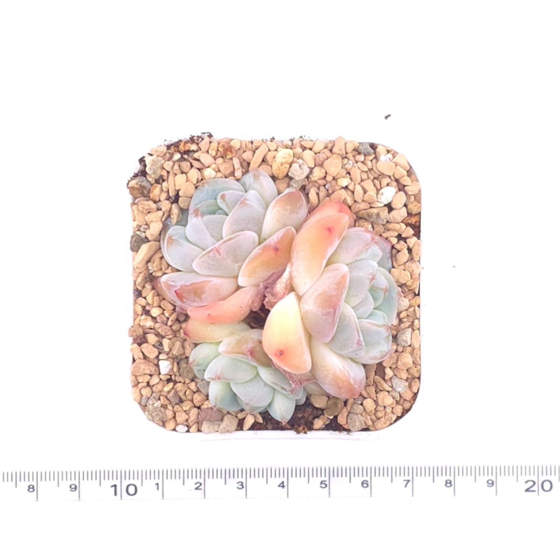 Echeveria ‘Ice Mountain’ | 冰山美人 thumbnail 4
