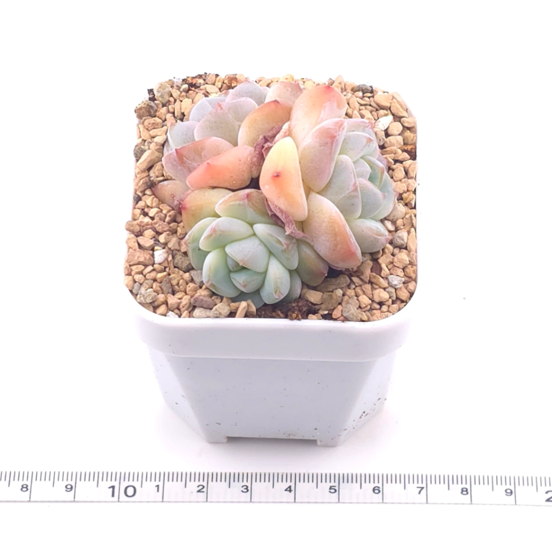 Echeveria ‘Ice Mountain’ | 冰山美人 thumbnail 3