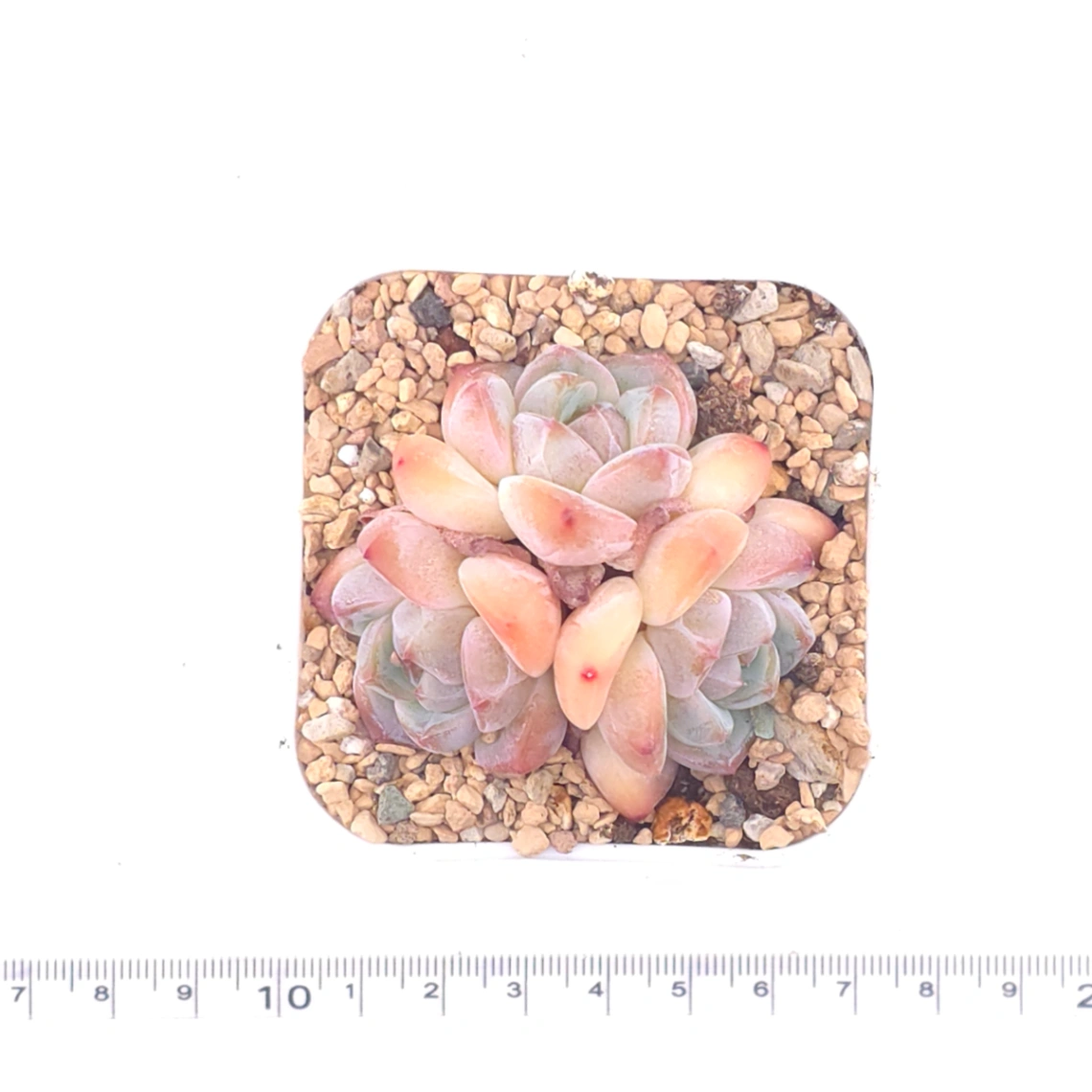 Echeveria ‘Ice Mountain’ | 冰山美人 thumbnail 4