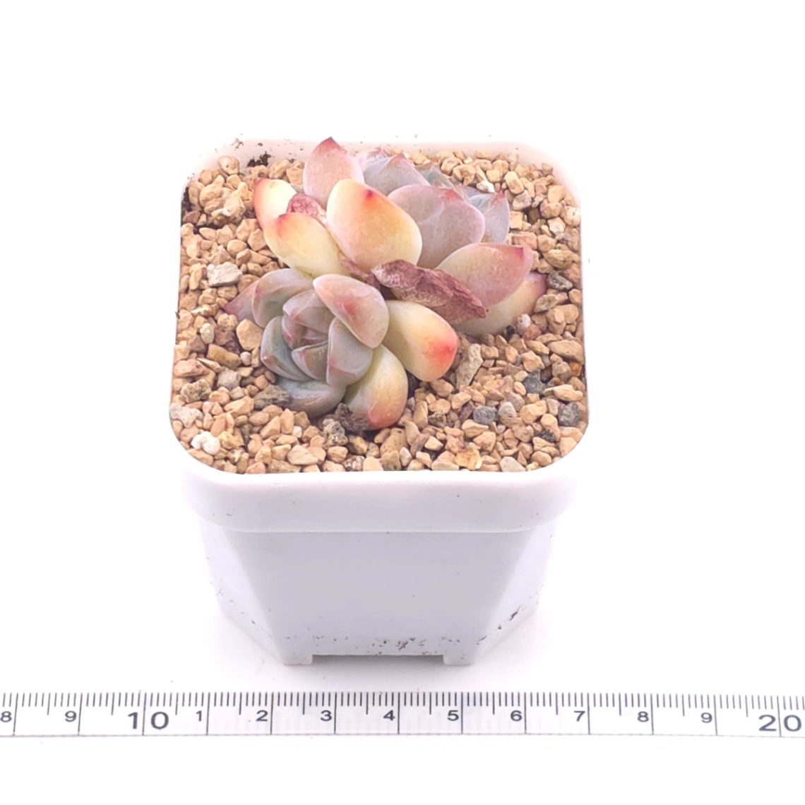 Echeveria ‘Ice Mountain’ | 冰山美人 thumbnail 3