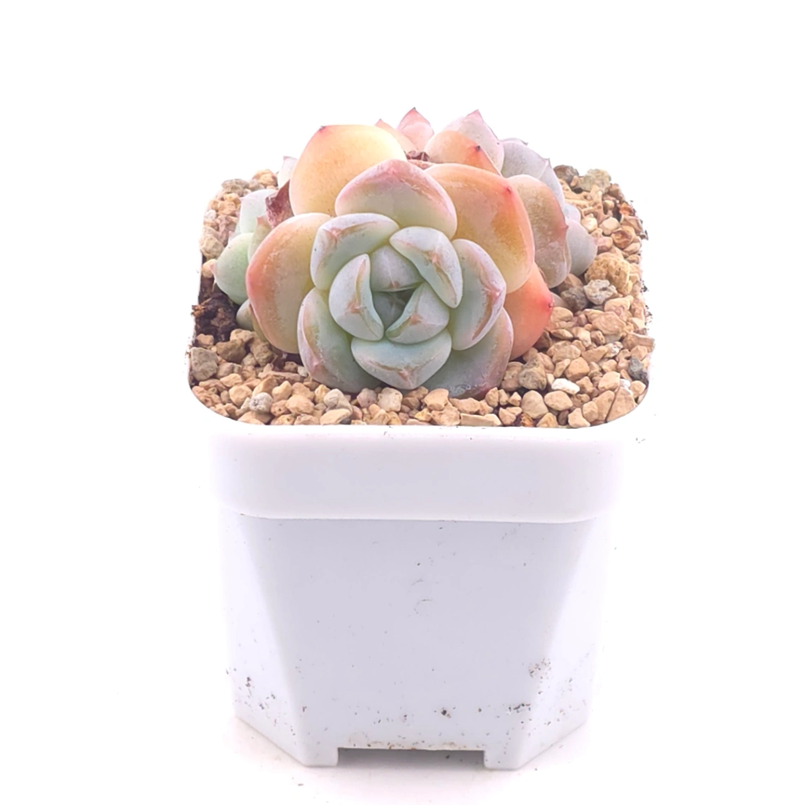 Echeveria ‘Ice Mountain’ | 冰山美人 thumbnail 2