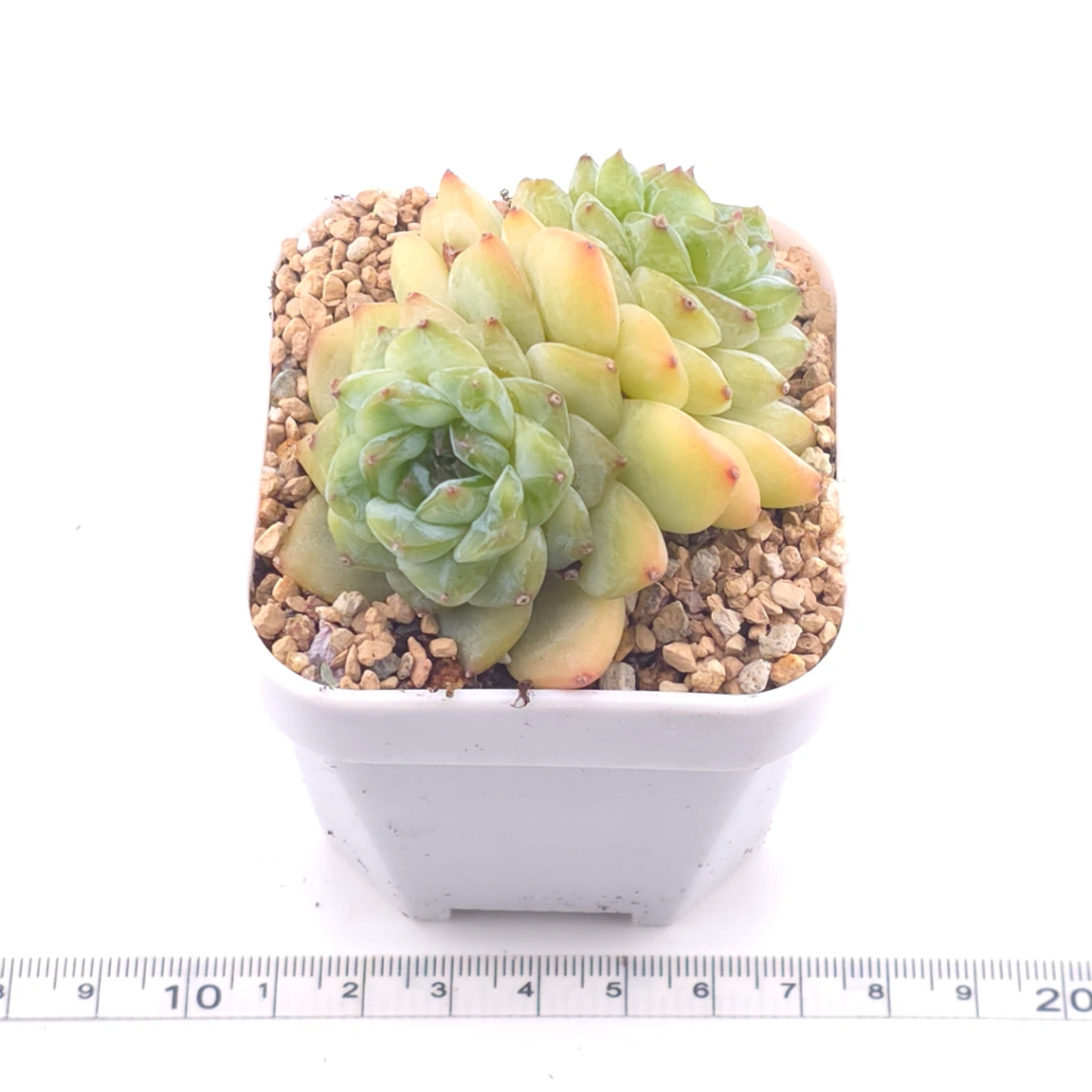 Echeveria ‘Ice Soul’ | 冰魄 thumbnail 3