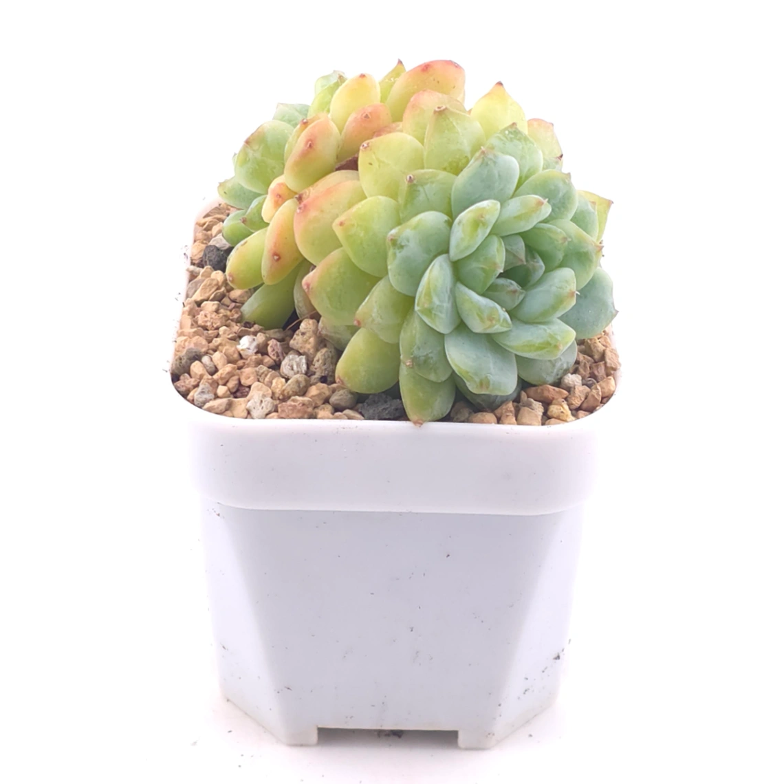 Echeveria ‘Ice Soul’ | 冰魄 thumbnail 2