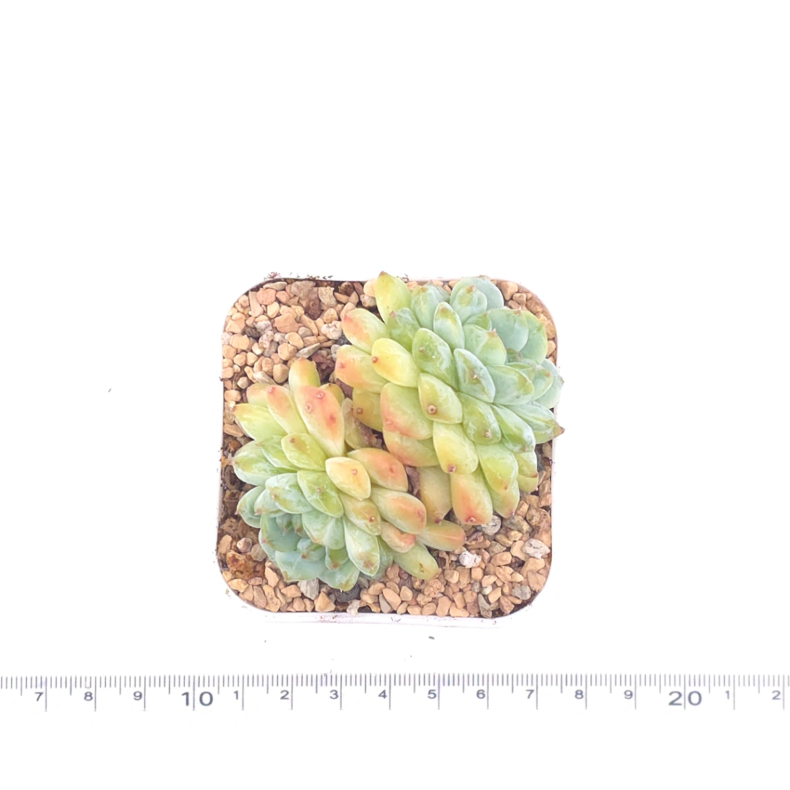 Echeveria ‘Ice Soul’ | 冰魄 thumbnail 4