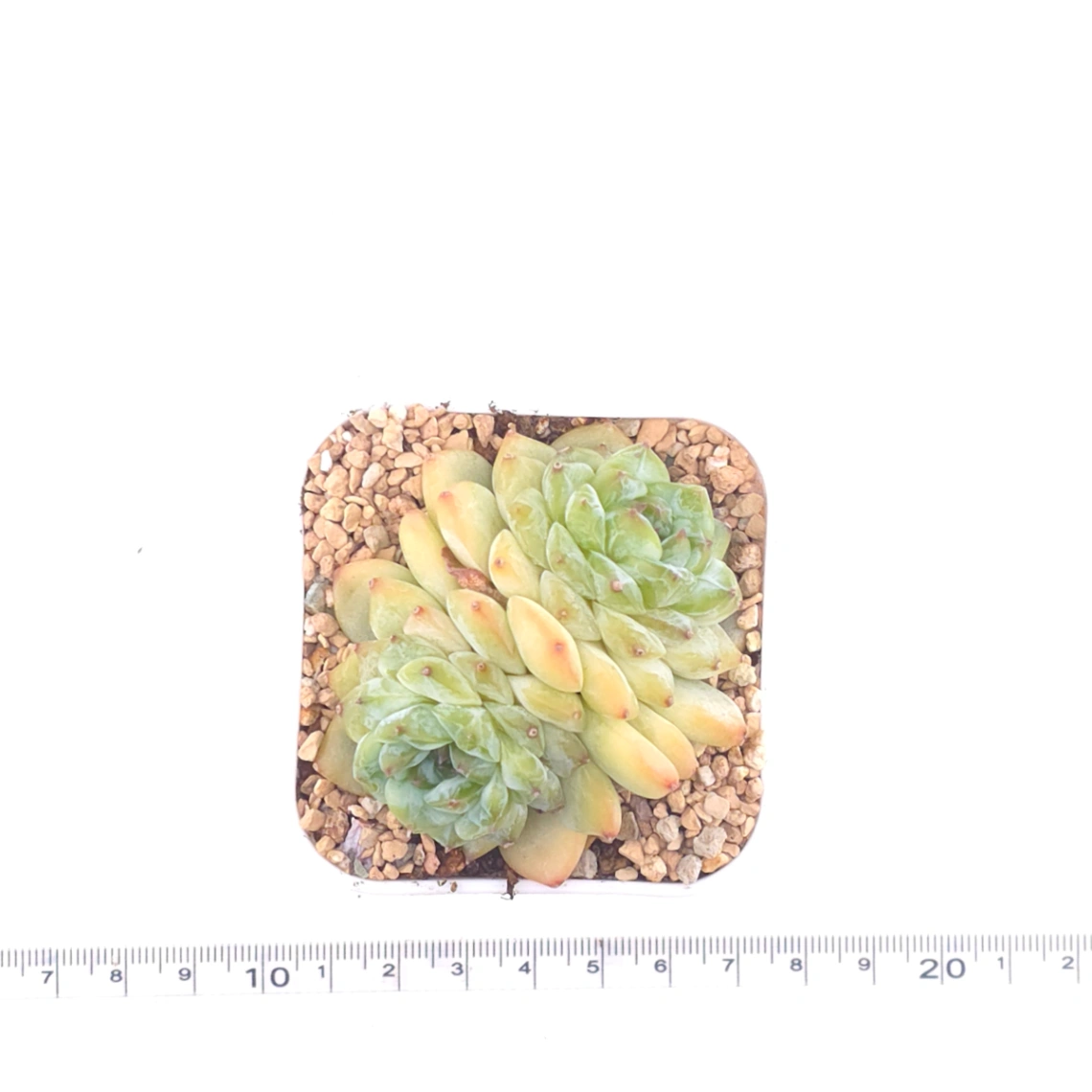 Echeveria ‘Ice Soul’ | 冰魄 thumbnail 4