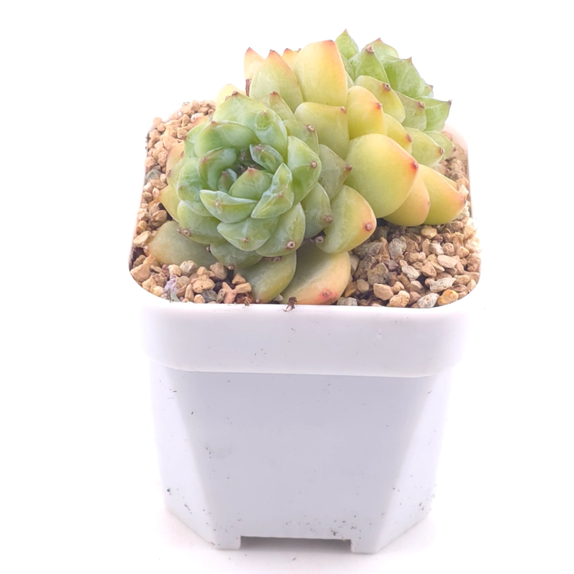 Echeveria ‘Ice Soul’ | 冰魄 thumbnail 2