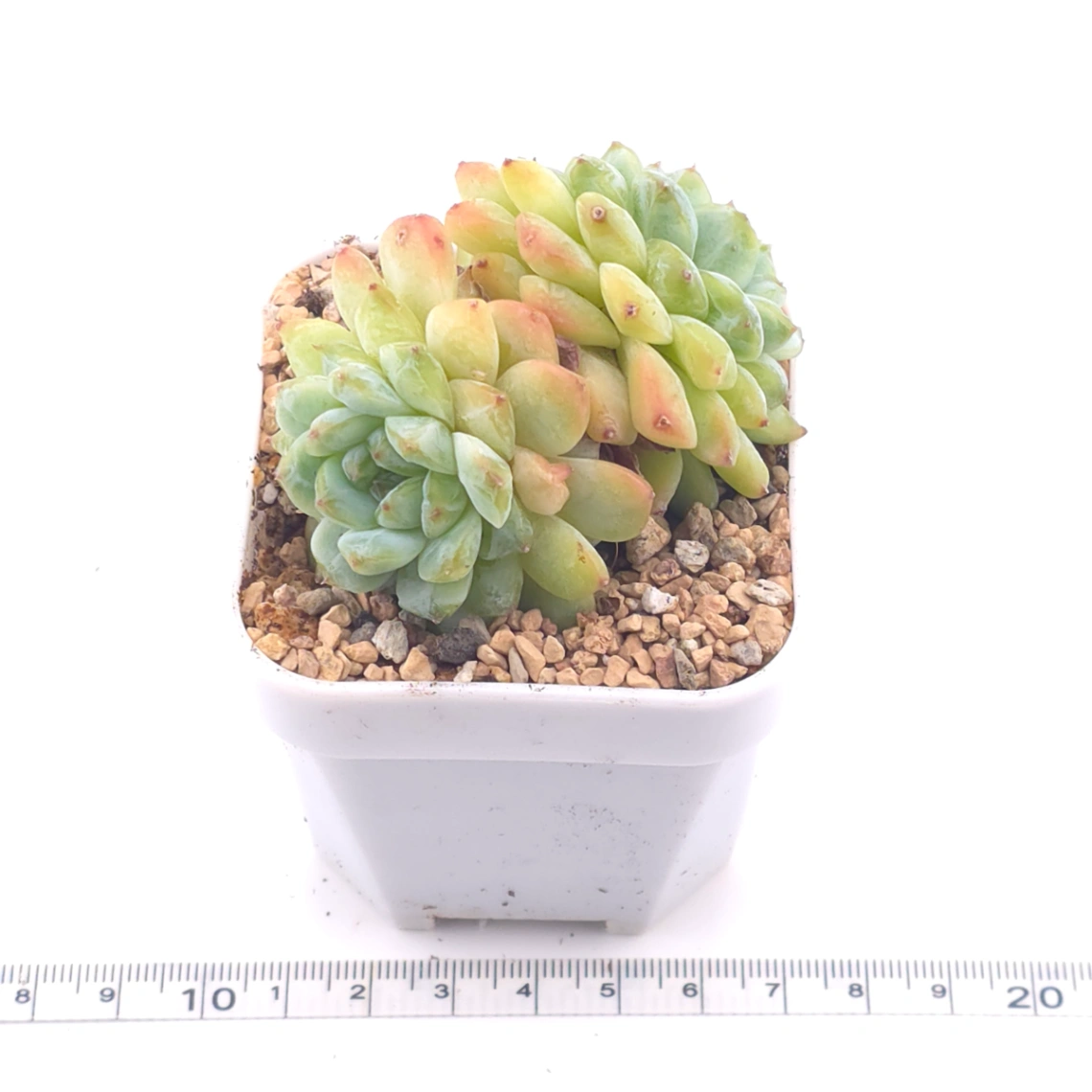 Echeveria ‘Ice Soul’ | 冰魄 thumbnail 3