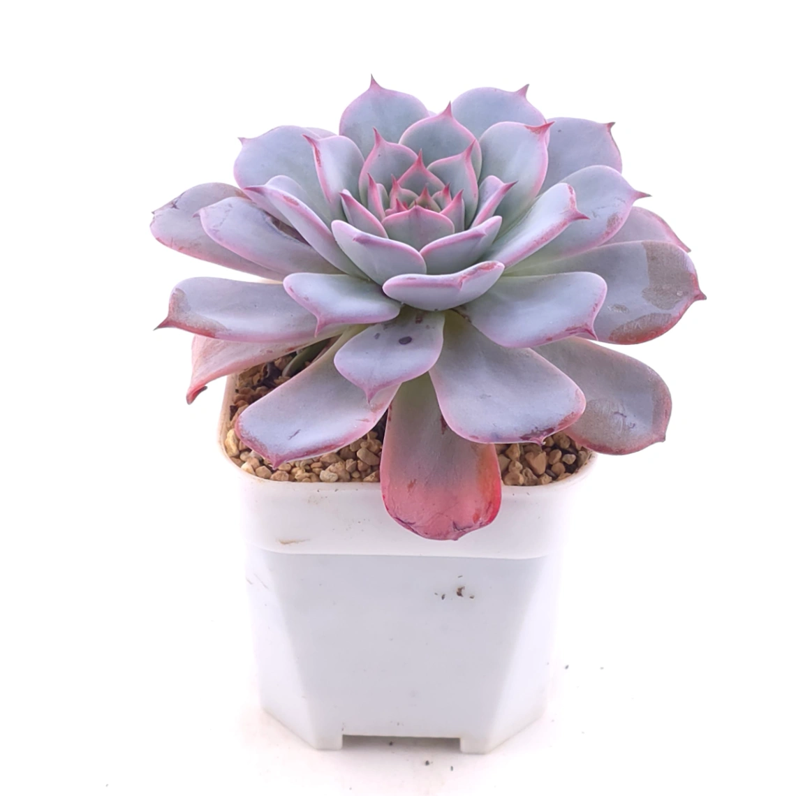 Echeveria ‘Laulensis’ | 勞倫斯 thumbnail 2