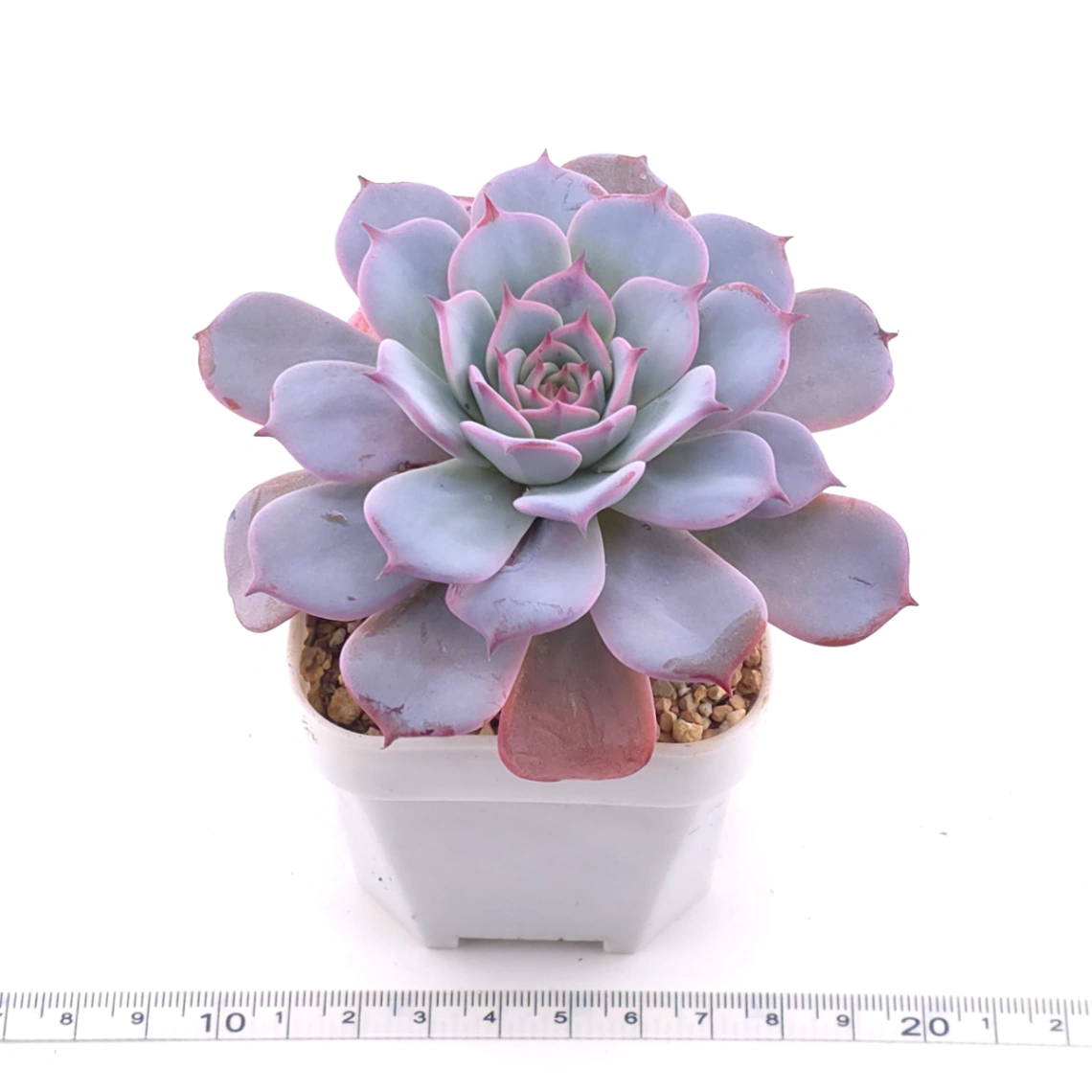 Echeveria ‘Laulensis’ | 勞倫斯 thumbnail 3