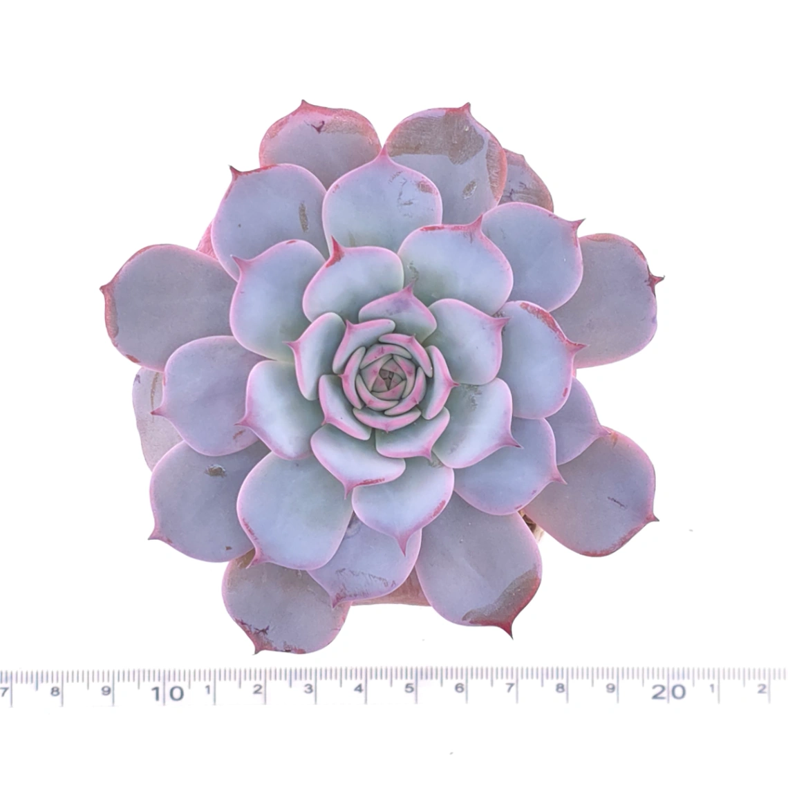 Echeveria ‘Laulensis’ | 勞倫斯 thumbnail 4
