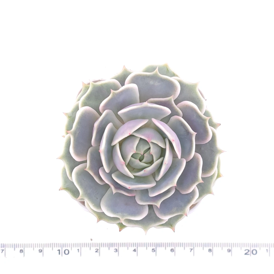 Echeveria ‘Lola’ | 露娜蓮 thumbnail 4
