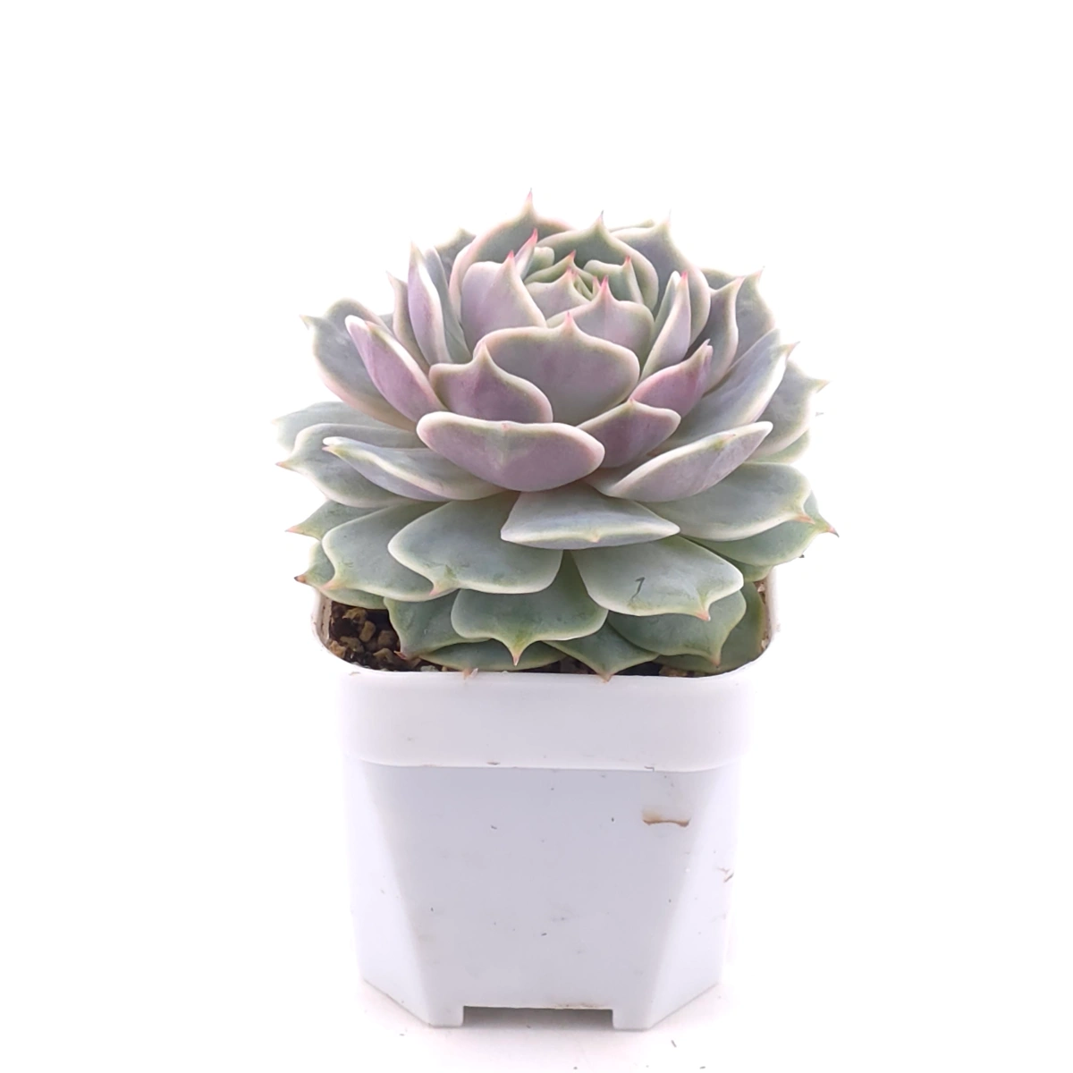 Echeveria ‘Lola’ | 露娜蓮 thumbnail 2