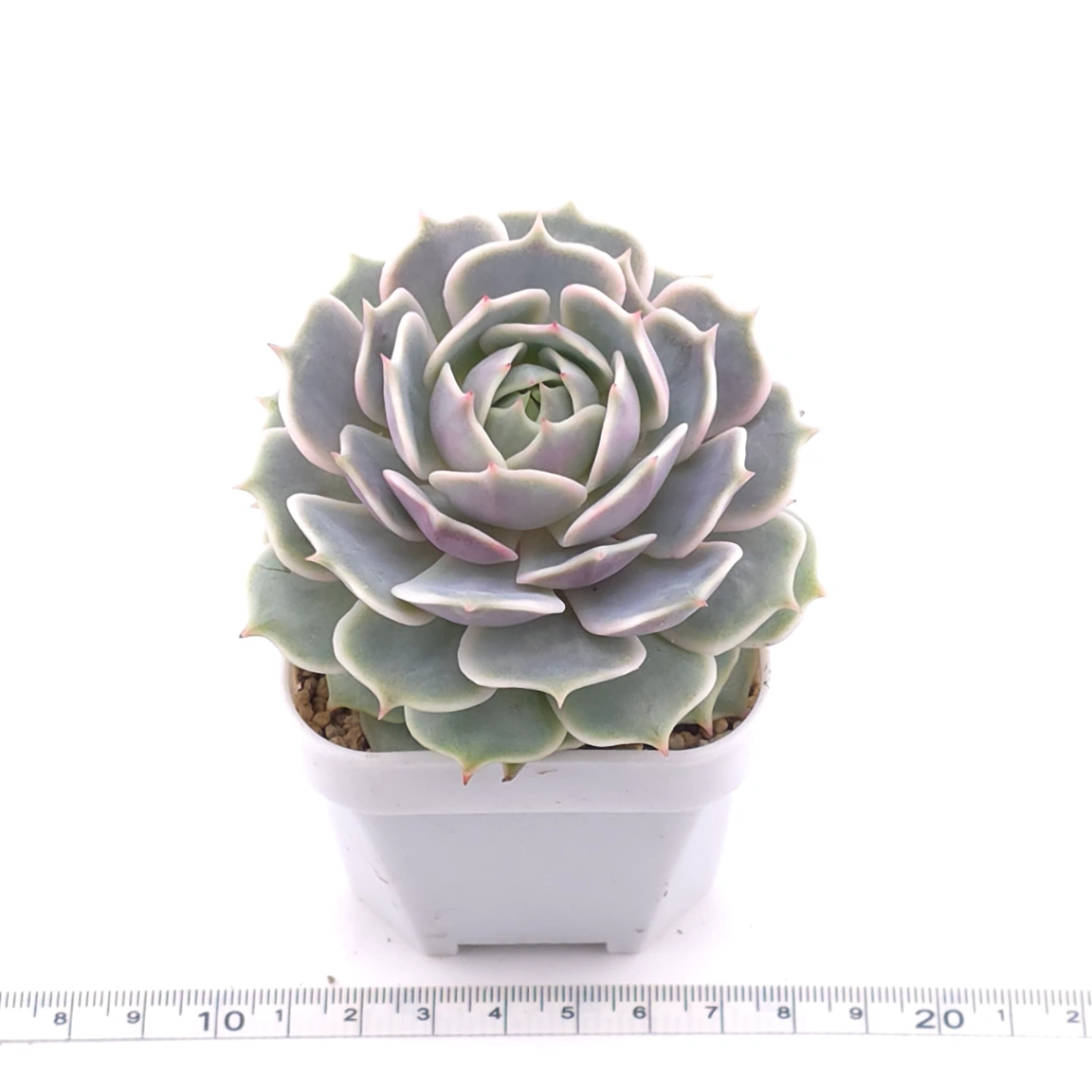 Echeveria ‘Lola’ | 露娜蓮 thumbnail 3