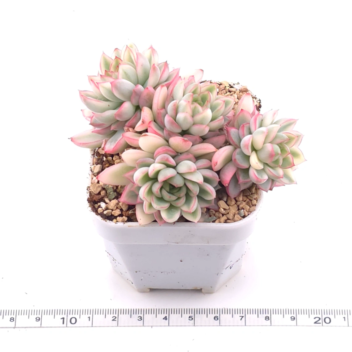 Echeveria ‘Mebina’ variegated clustering | 女雛錦群 thumbnail 3