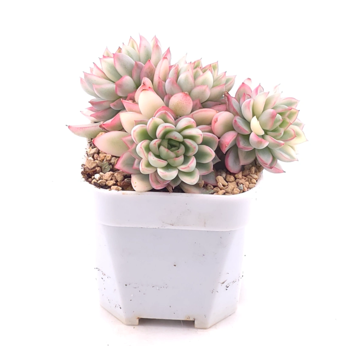Echeveria ‘Mebina’ variegated clustering | 女雛錦群 thumbnail 2