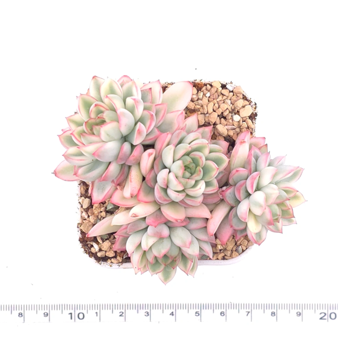 Echeveria ‘Mebina’ variegated clustering | 女雛錦群 thumbnail 4