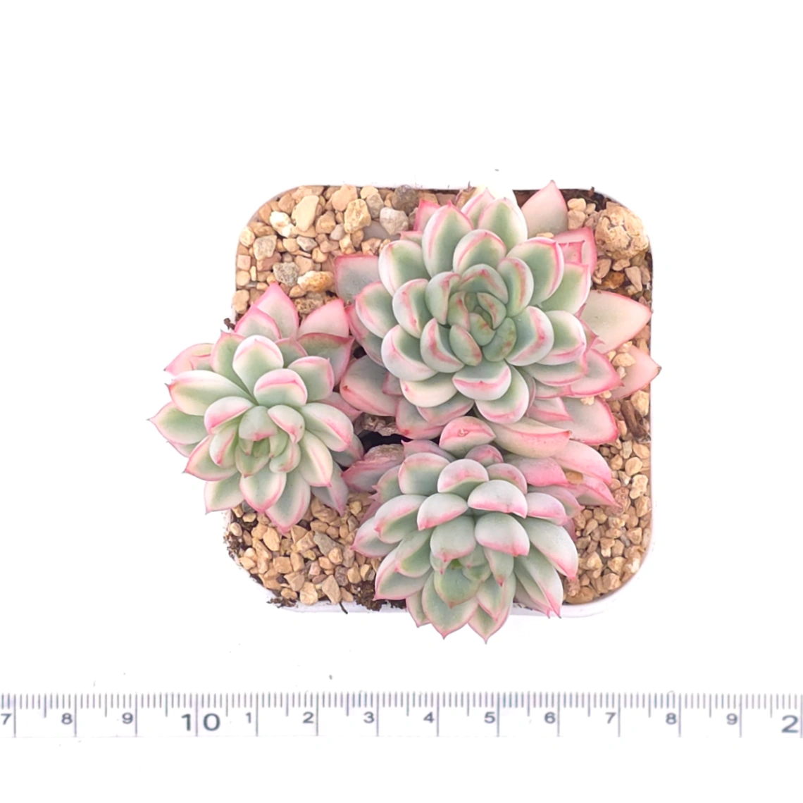 Echeveria ‘Mebina’ variegated clustering | 女雛錦群 thumbnail 4