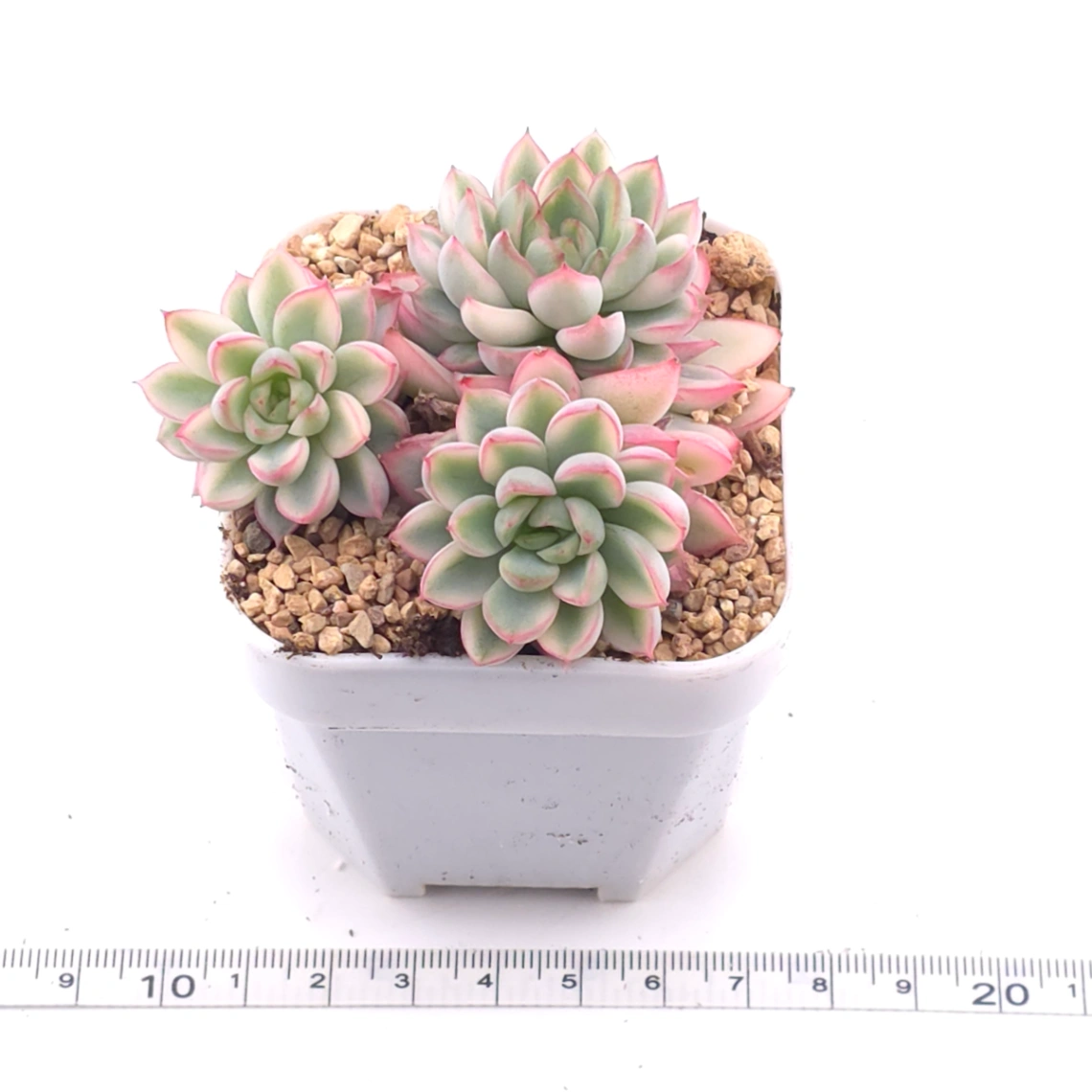 Echeveria ‘Mebina’ variegated clustering | 女雛錦群 thumbnail 3