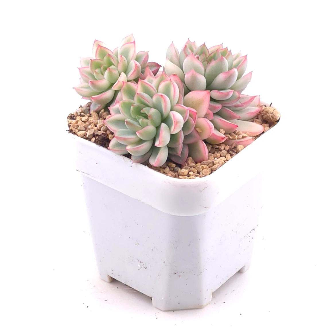 Echeveria ‘Mebina’ variegated clustering | 女雛錦群 thumbnail 2