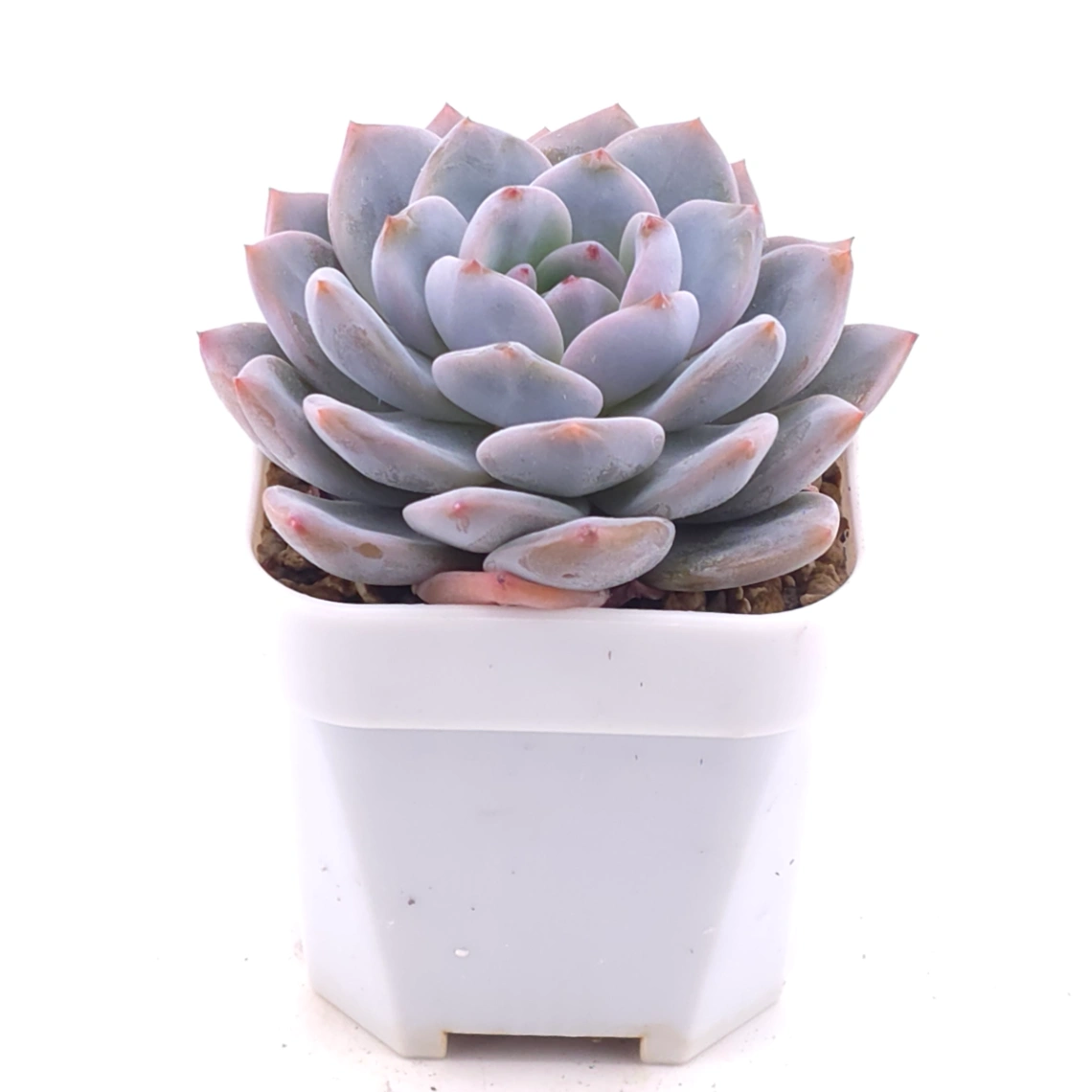 Echeveria ‘Monroe’ | 夢露 thumbnail 2