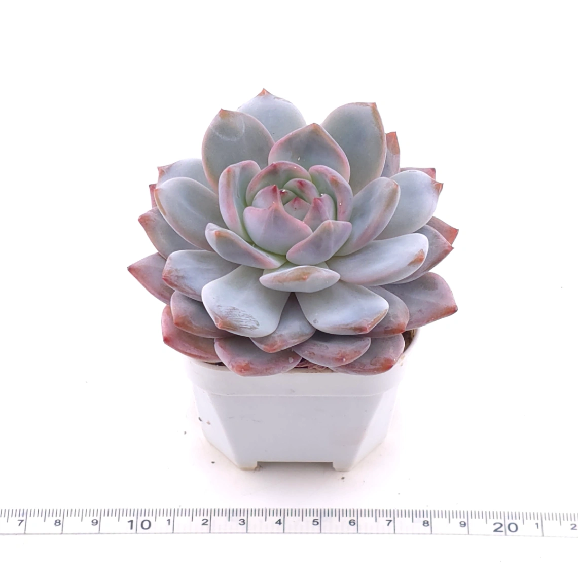Echeveria ‘Monroe’ | 夢露 thumbnail 3