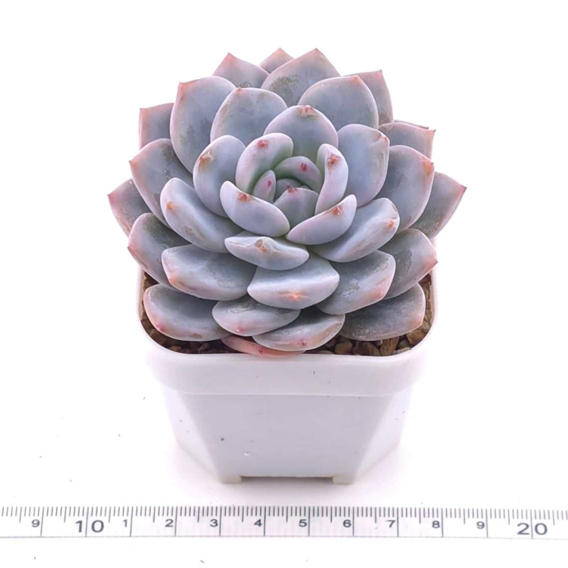 Echeveria ‘Monroe’ | 夢露 thumbnail 3