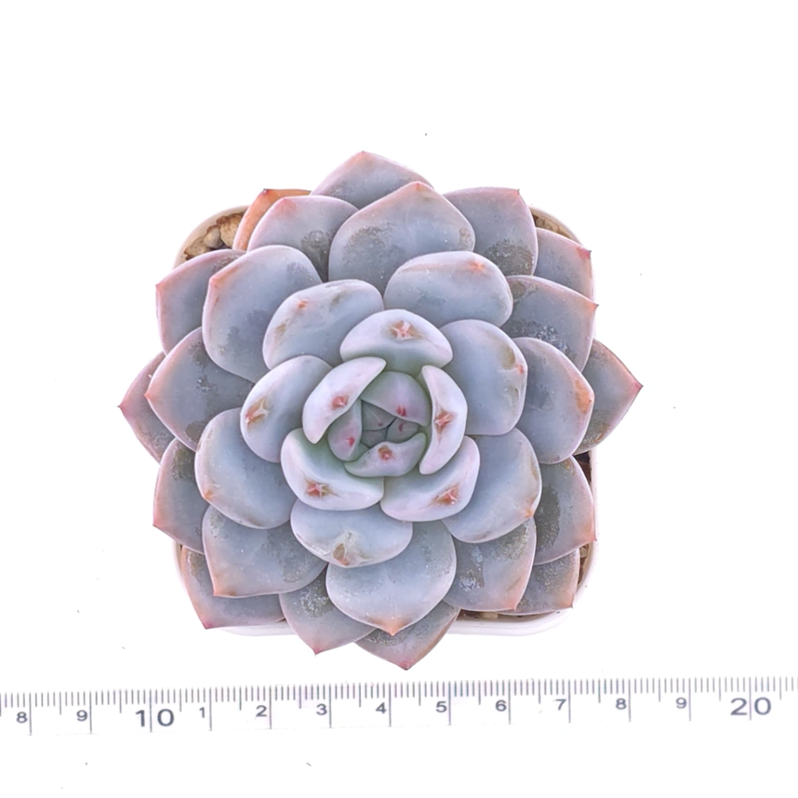 Echeveria ‘Monroe’ | 夢露 thumbnail 4