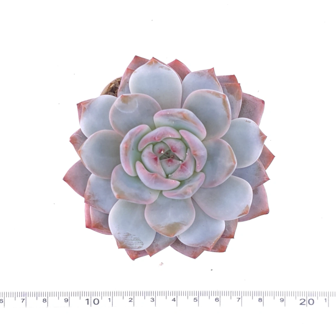 Echeveria ‘Monroe’ | 夢露 thumbnail 4