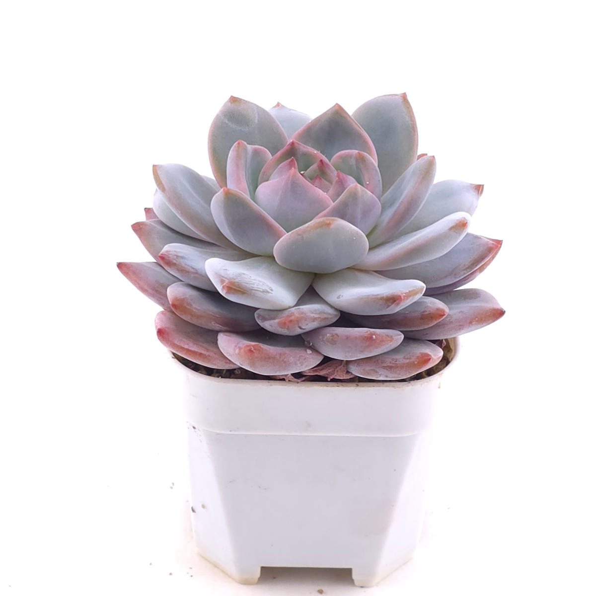 Echeveria ‘Monroe’ | 夢露 thumbnail 2