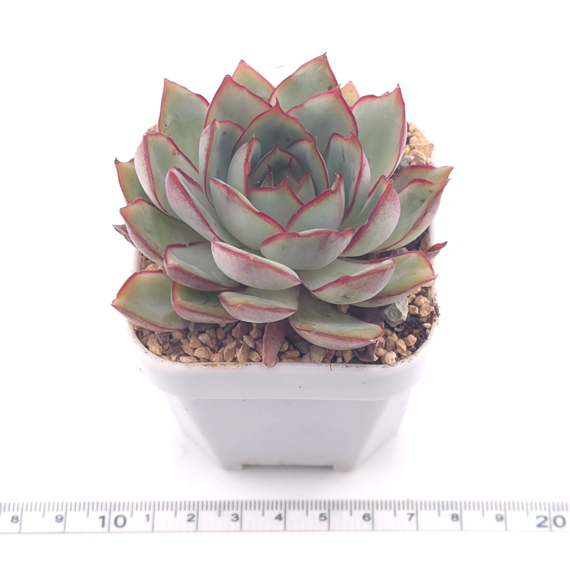 Echeveria ‘Moon Goddess’ | 月光女神 thumbnail 3