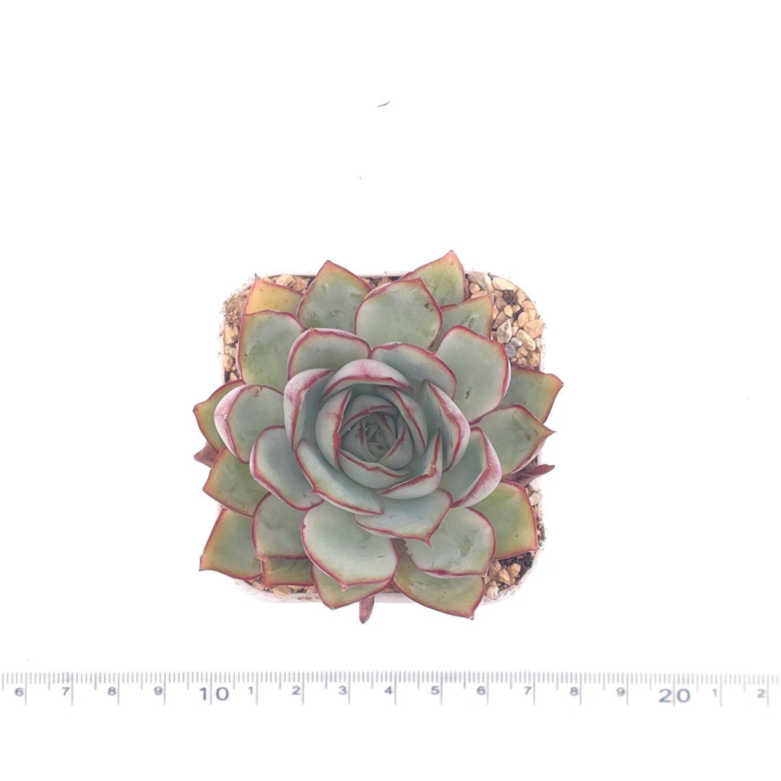 Echeveria ‘Moon Goddess’ | 月光女神 thumbnail 4
