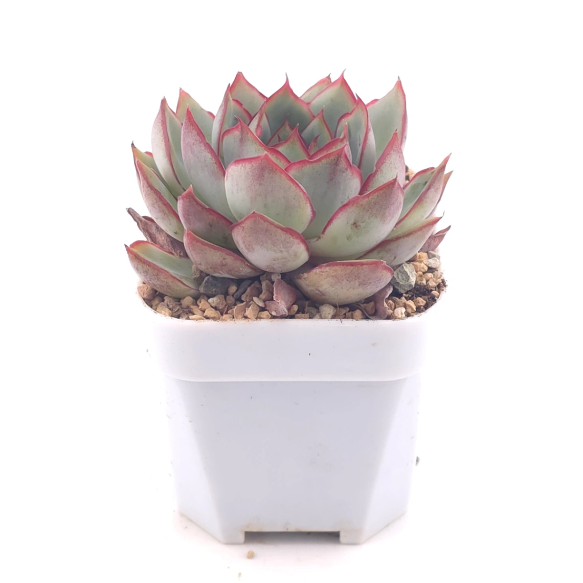 Echeveria ‘Moon Goddess’ | 月光女神 thumbnail 2