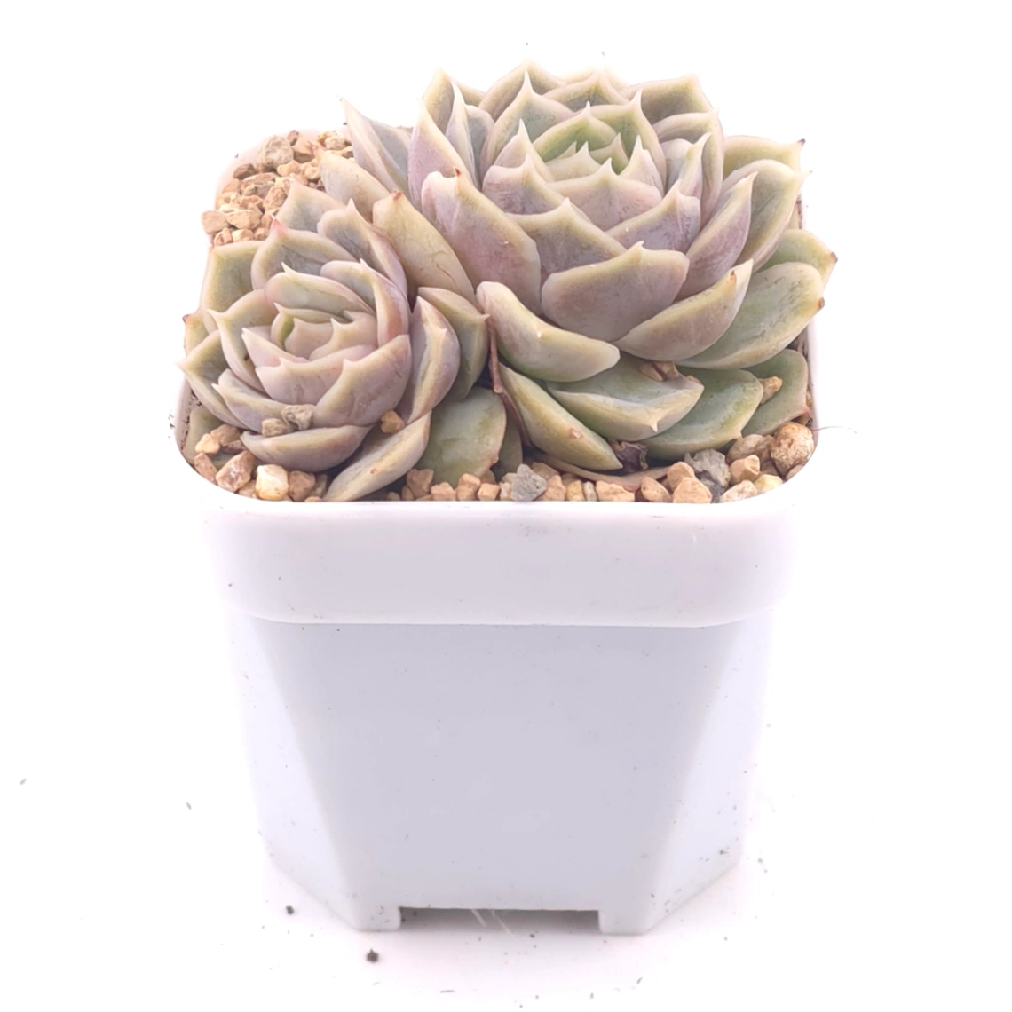 Echeveria ‘Onslow’ | 昂斯諾 thumbnail 2