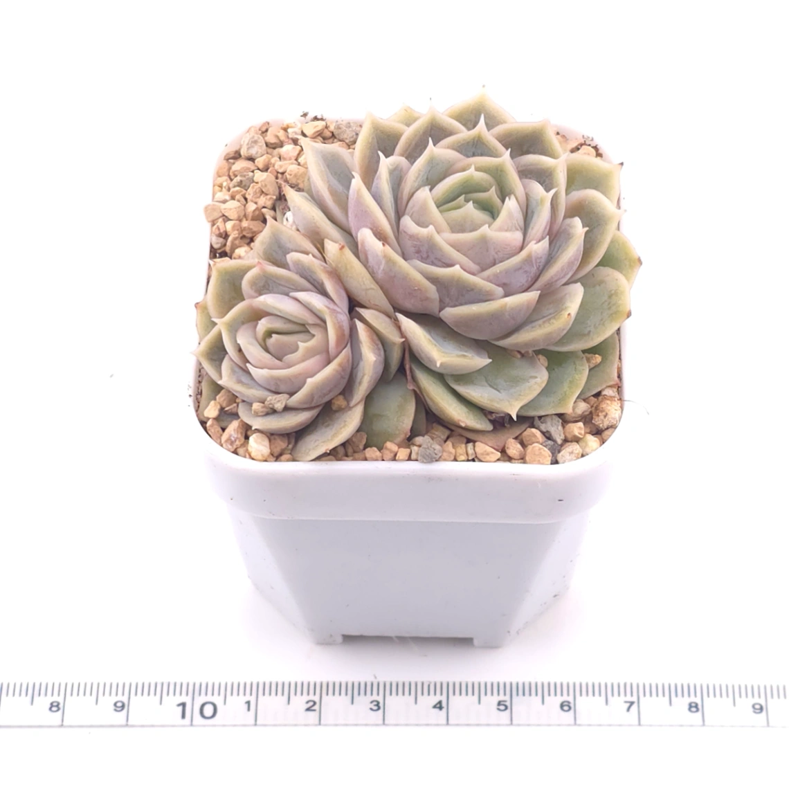Echeveria ‘Onslow’ | 昂斯諾 thumbnail 3