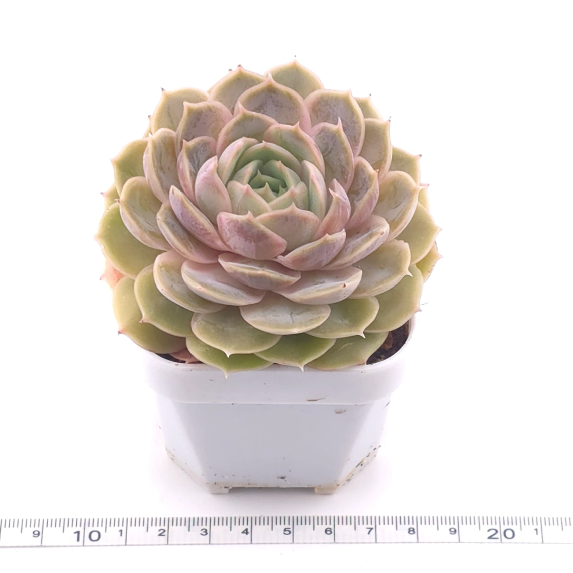 Echeveria ‘Onslow’ | 昂斯諾 thumbnail 3