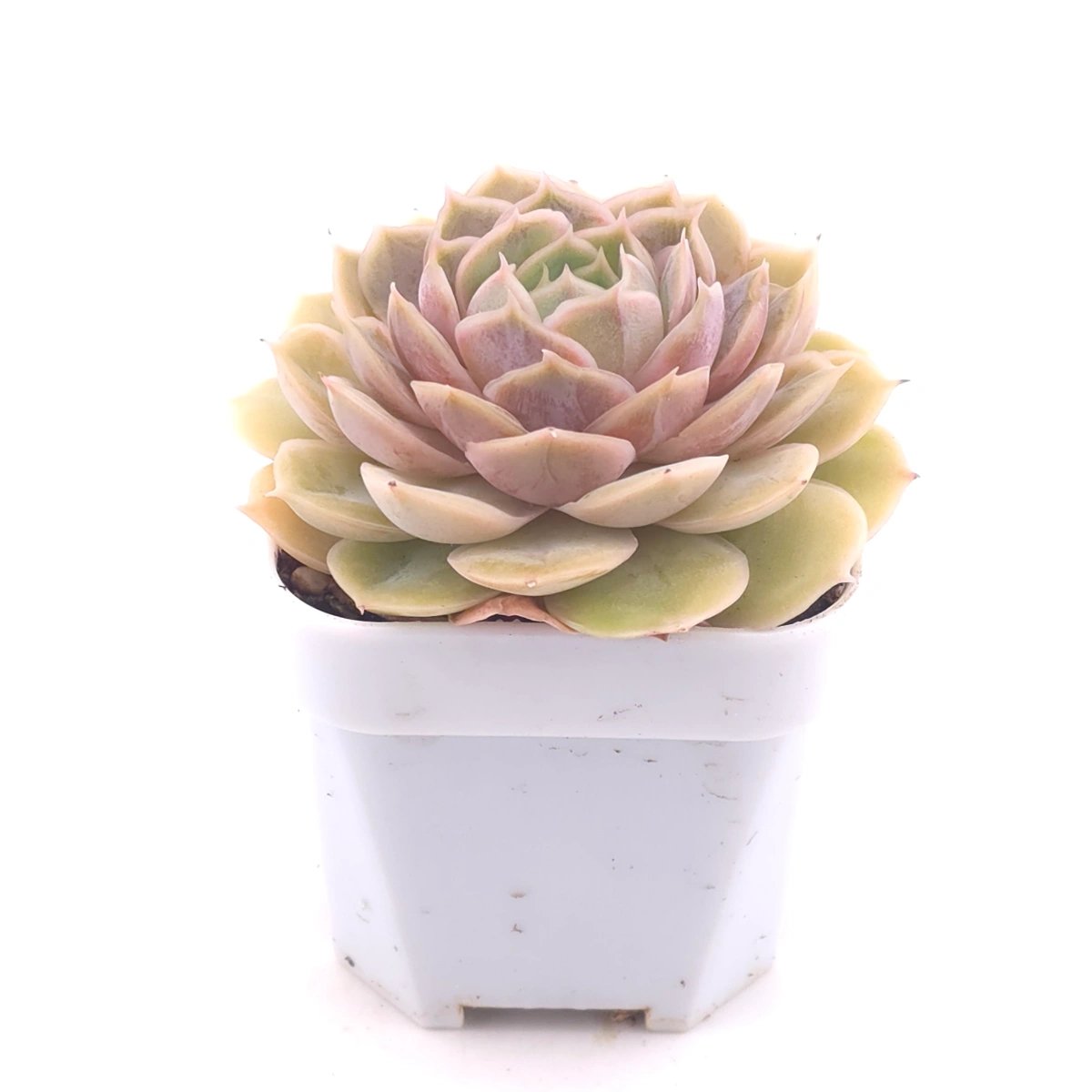 Echeveria ‘Onslow’ | 昂斯諾 thumbnail 2