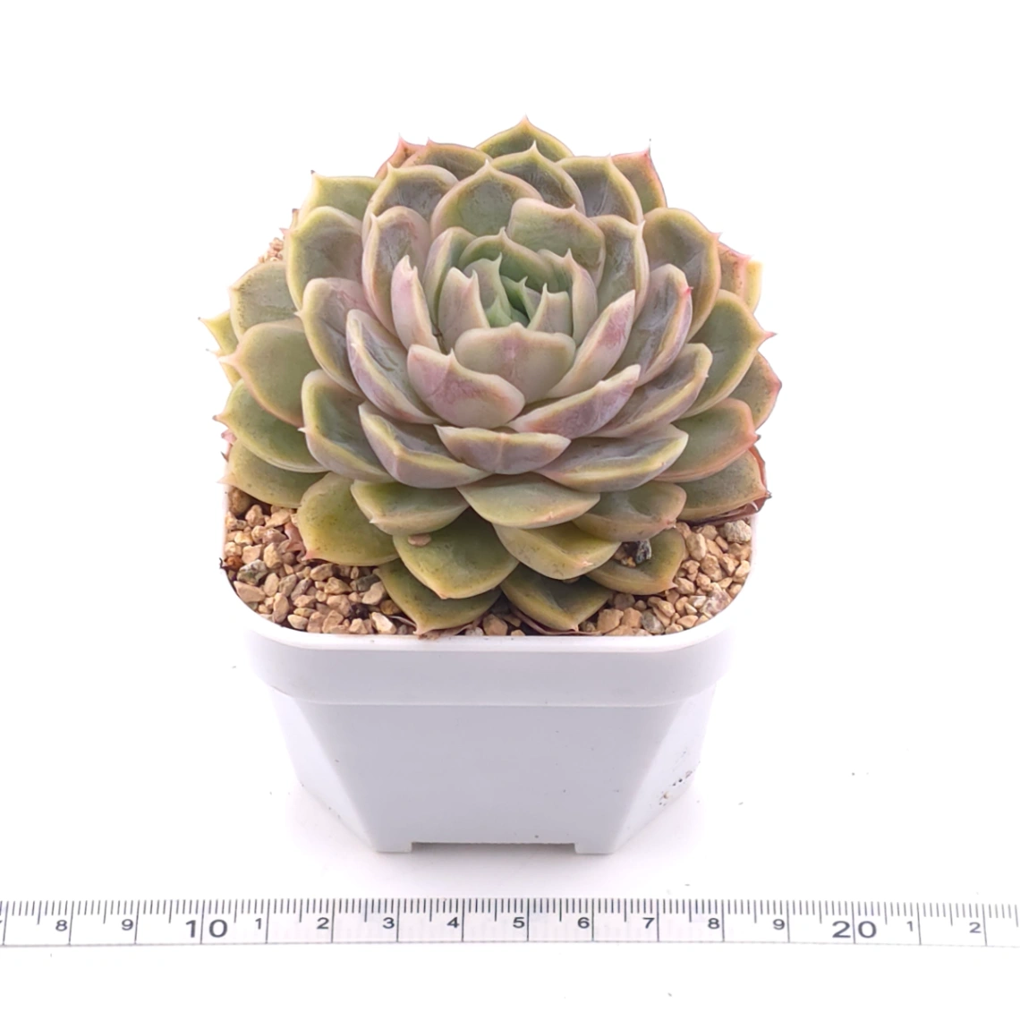 Echeveria ‘Onslow’ | 昂斯諾 thumbnail 3