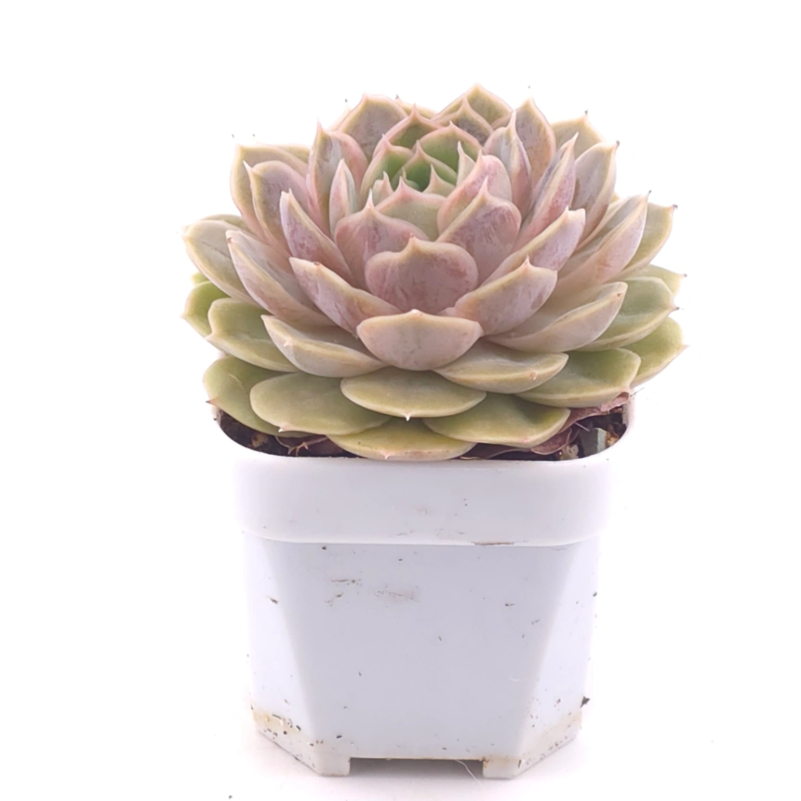 Echeveria ‘Onslow’ | 昂斯諾 thumbnail 2