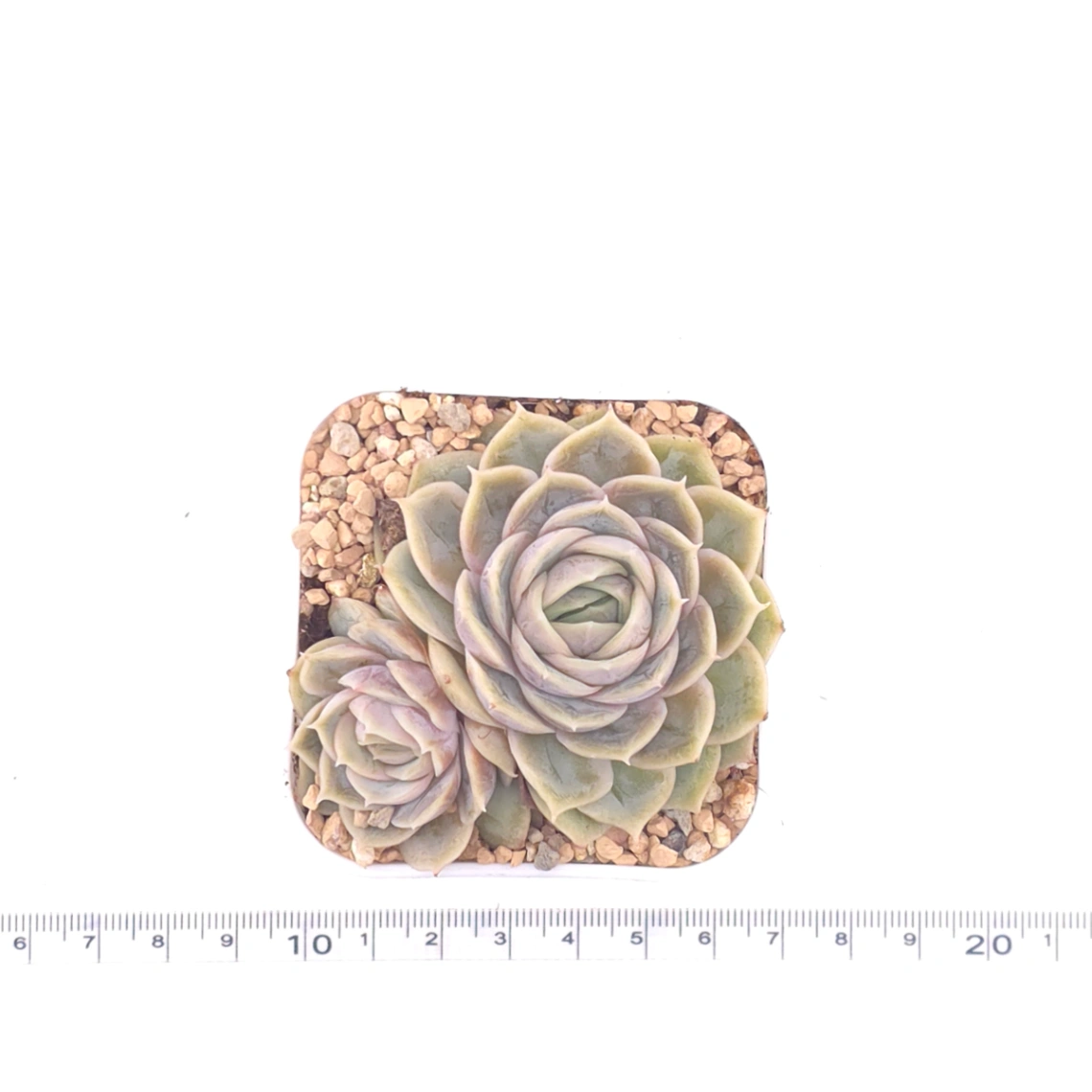 Echeveria ‘Onslow’ | 昂斯諾 thumbnail 4