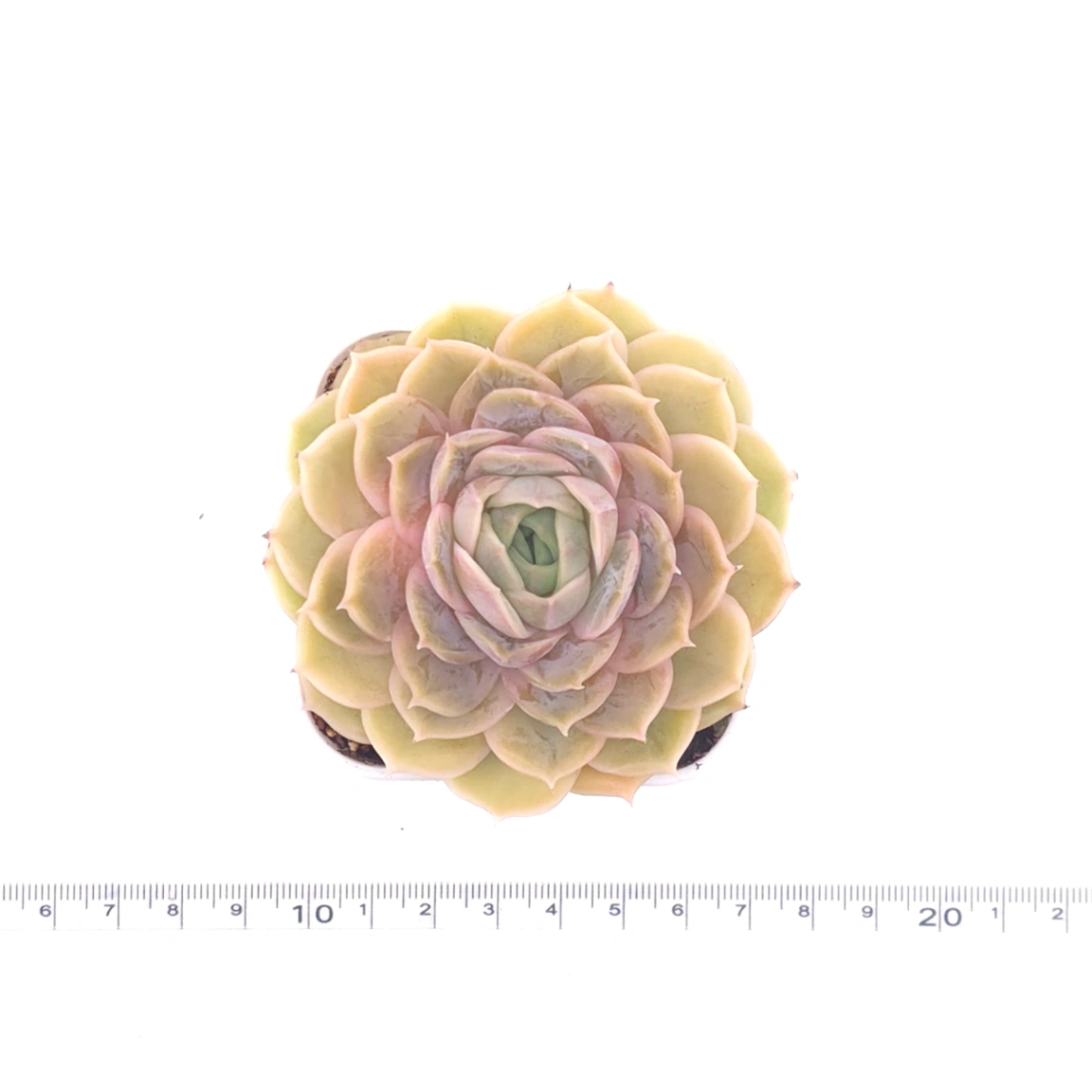 Echeveria ‘Onslow’ | 昂斯諾 thumbnail 4