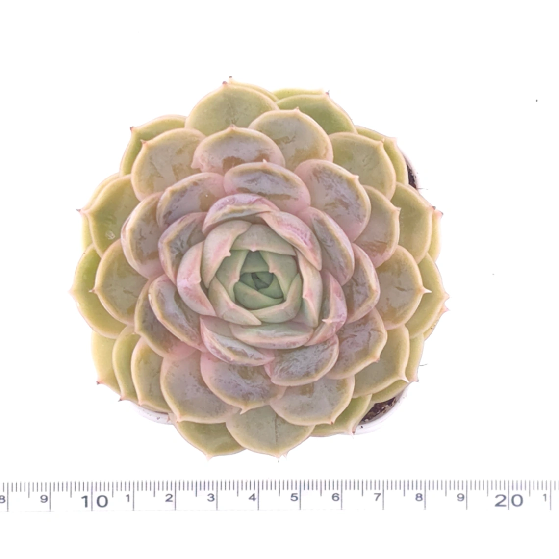 Echeveria ‘Onslow’ | 昂斯諾 thumbnail 4